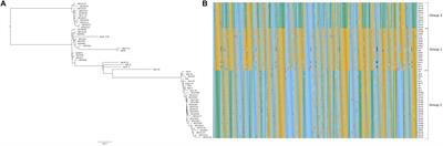 Multiple Recombination Events Drive the Current Genetic Structure of Xanthomonas perforans in Florida